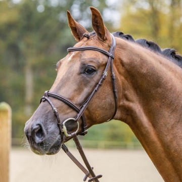 815flyhightrepferd3800x3800